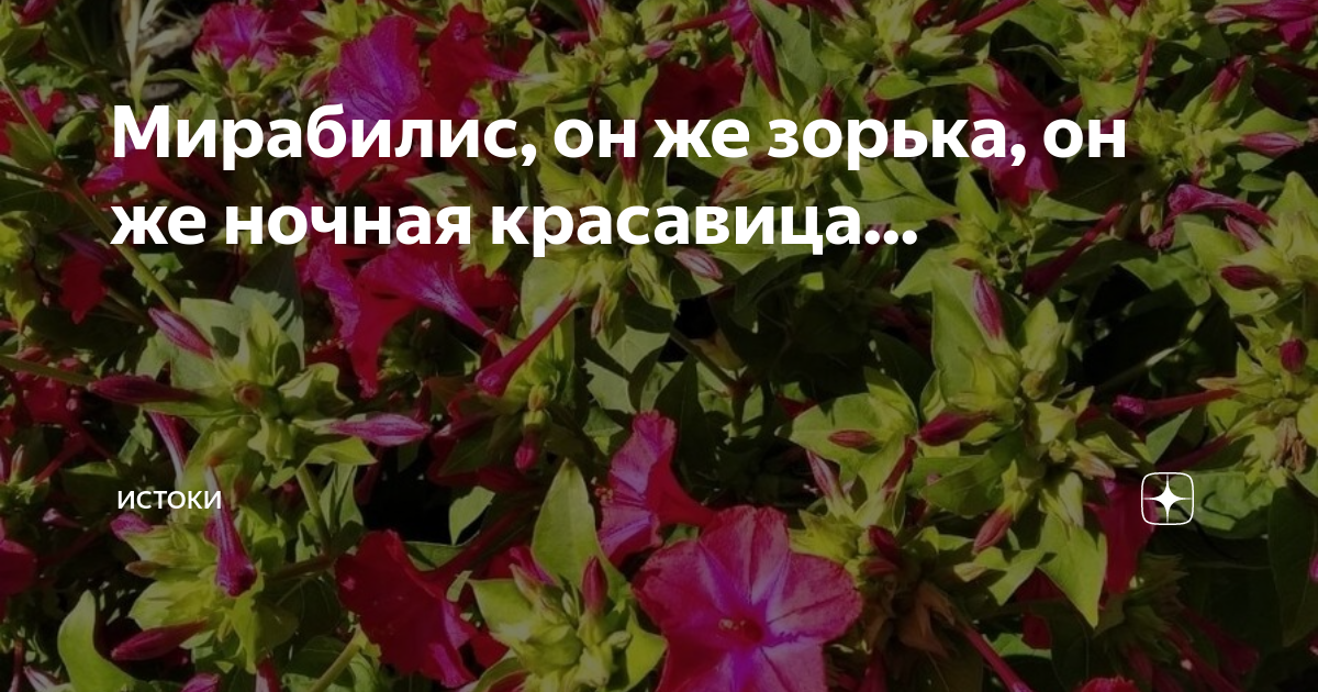 Мирабилис, он же зорька, он же ночная красавица... | Истоки | Дзен