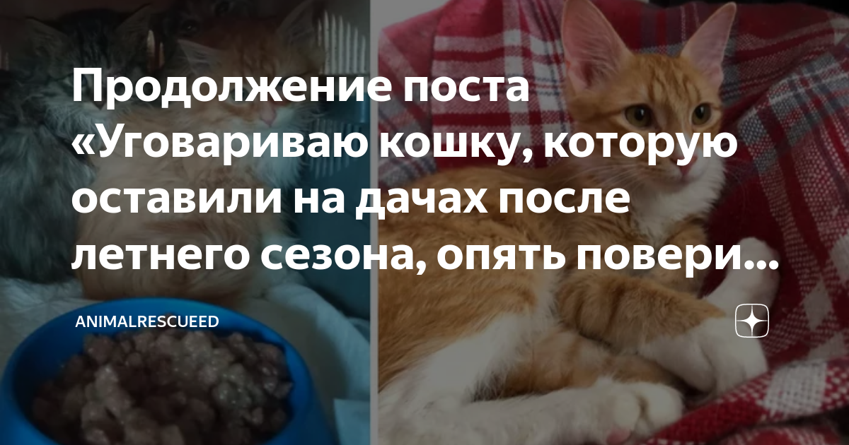 Поддержка от котика. Как заставить кошку. Коты которые никогда не вырастут.