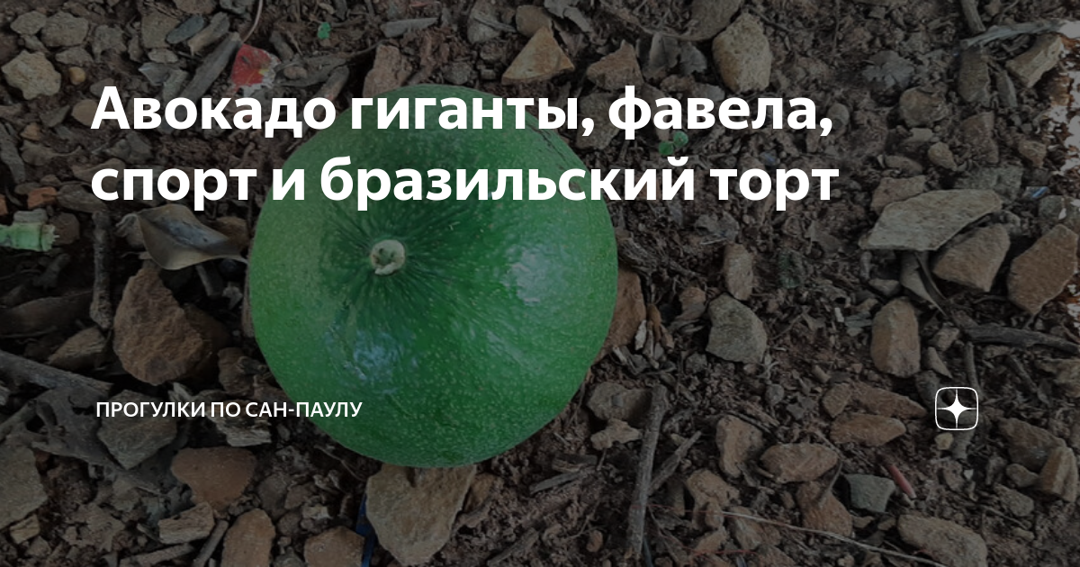 Авокадо гиганты, фавела, спорт и бразильский торт | Прогулки по Сан ...