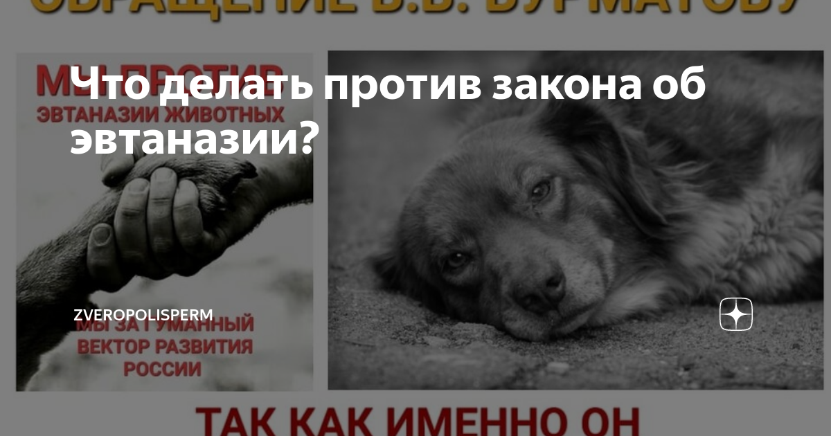 Против эвтаназии животных. Против эвтаназии бездомных животных. против эвтаназии животных картинки.