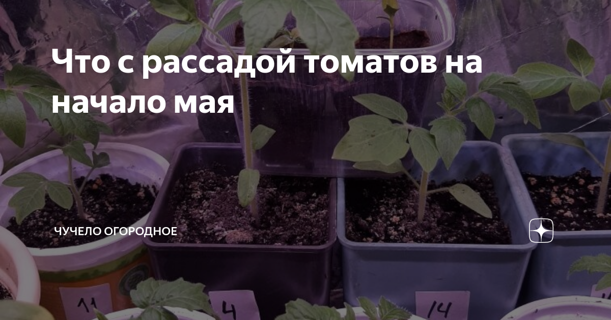 Какого числа сеять помидоры в феврале 2024. Рассада. Рассада помидор. Саженцы томатов. Пересадка рассады