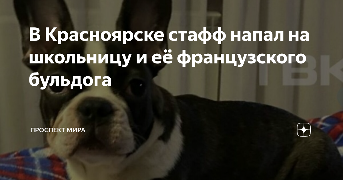 Стаффы загрызли заводчицу. Приколы. Объявления о пропаже животных. Мемы про стресс. Мемы 2022 с надписями популярные.