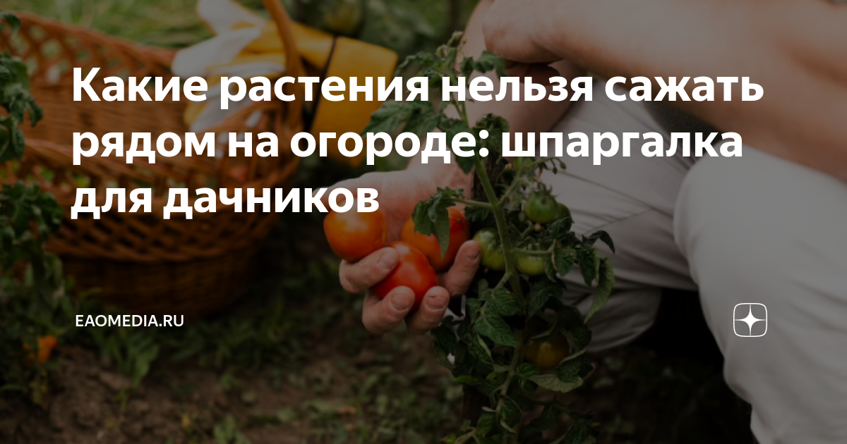 Какой цветок нельзя сажать в 2024 году. Чем обработать помидоры от фитофторы. Когда сажать редис. Какие цветы нельзя сажать в огороде. Какие цветы запретили сажать.