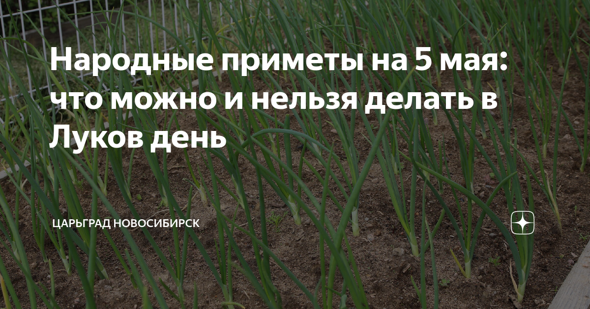 Когда по народным приметам сажать лук. Подкормить лук в июне. Подкормить лук в июне для крупной луковицы. Чем подкормить лук севок в июне.