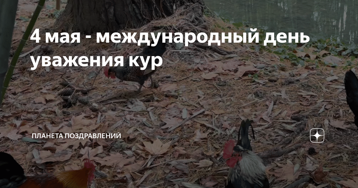 Международный день уважения кур картинки