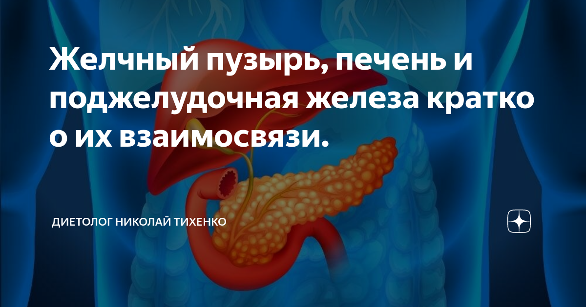 Что такое поджелудочная железа? Как она работает? Что такое заболевания поджелудочной железы?