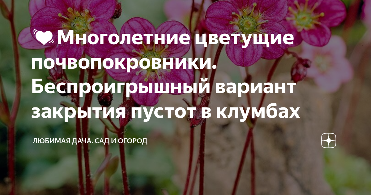 💓Многолетние цветущие почвопокровники. Беспроигрышный вариант закрытия ...