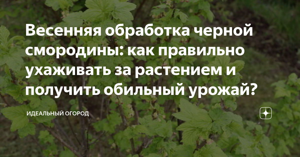 как правильно чистить черную смородину