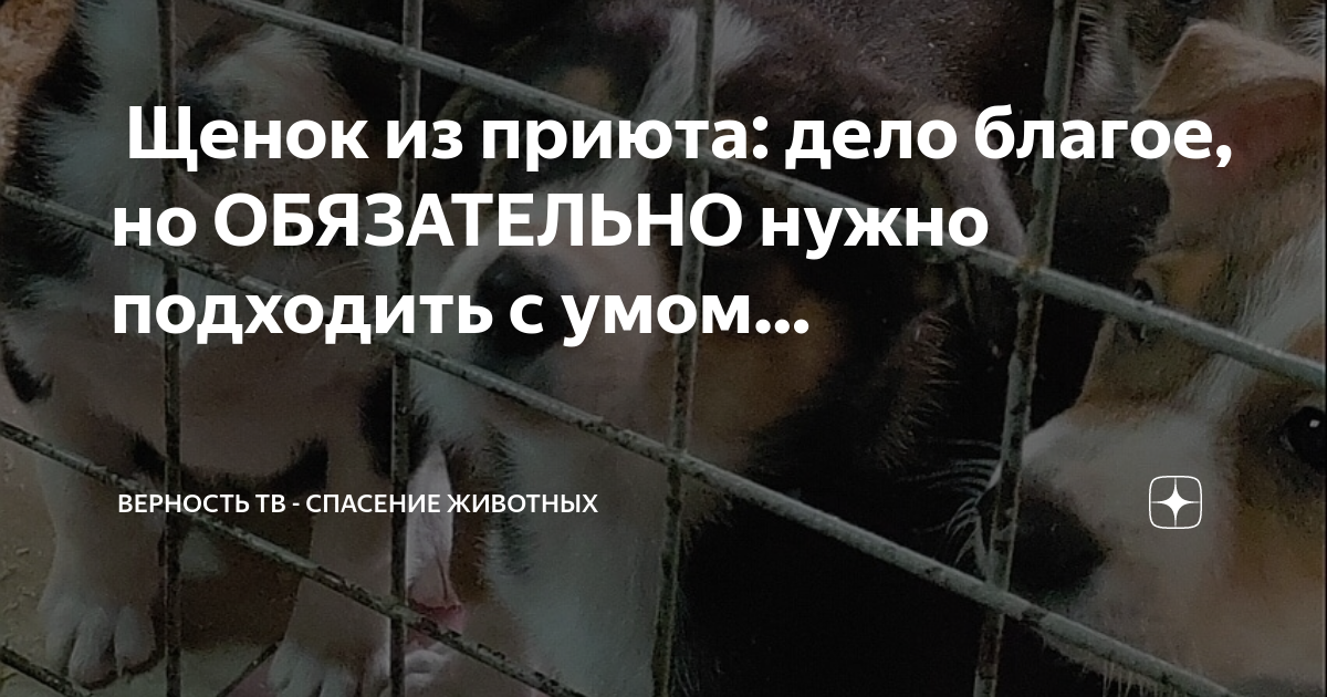 Каналы верности. Каналы верности. Верностьтв-помощь животным. Верность тв помощь животным. Проверка на верность ава.