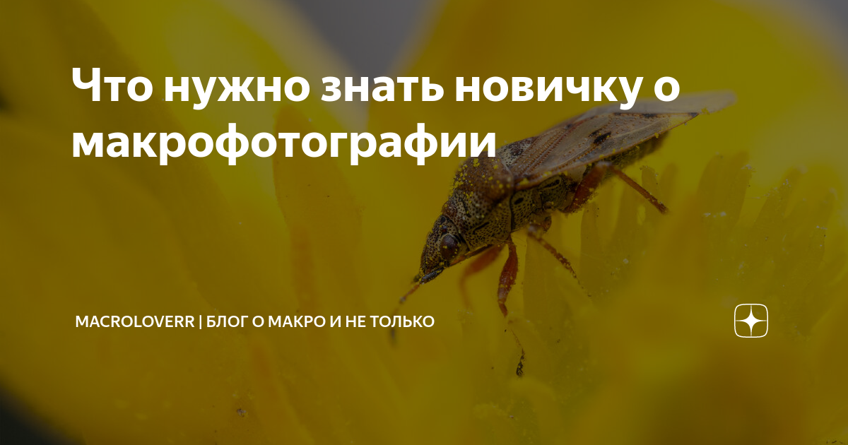 Что нужно знать новичку о макрофотографии | Macrolover | Блог о макро и ...