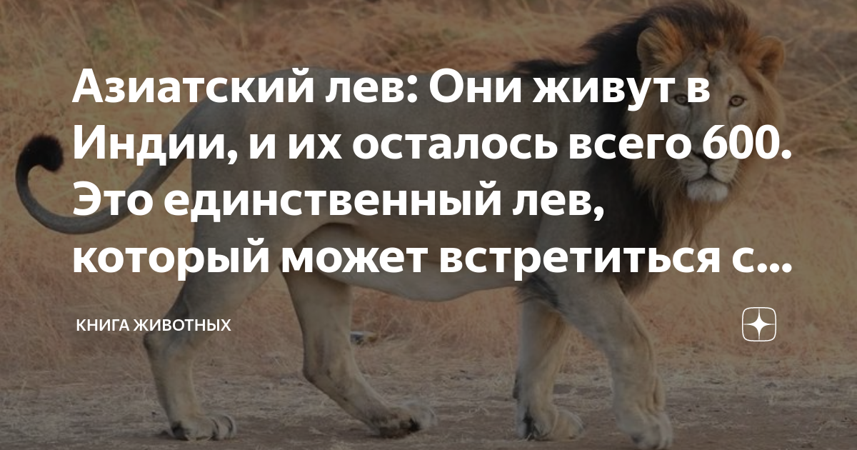 Азиатский лев: Они живут в Индии, и их осталось всего 600. Это ...