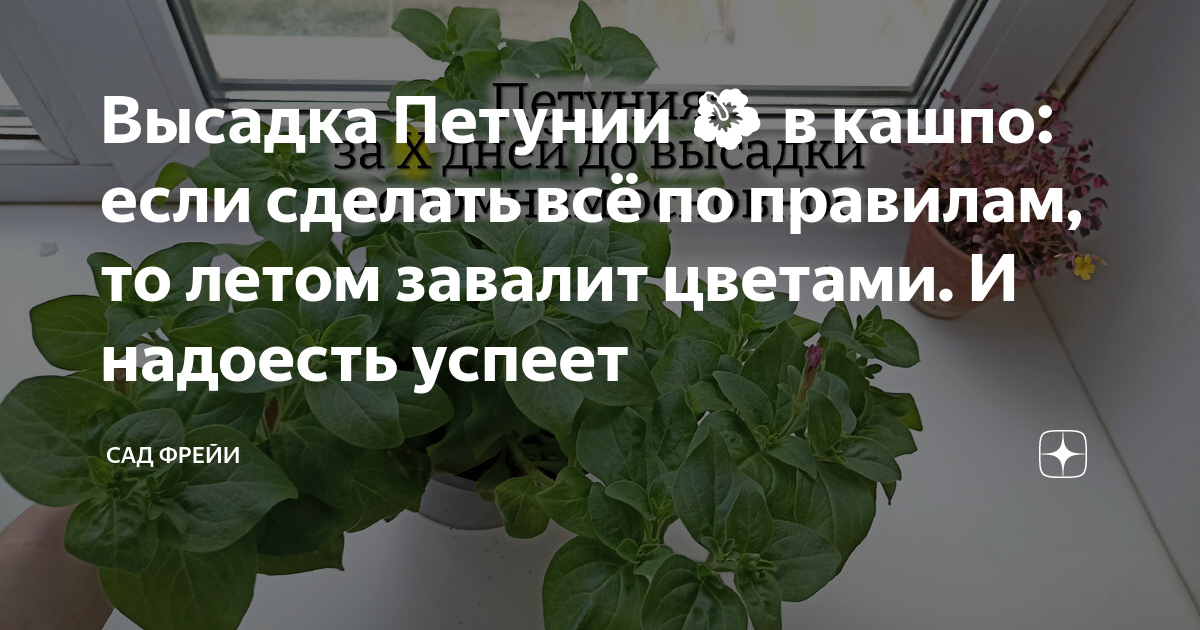 Рассаду которую можно высаживать?. Как высаживать петунию в кашпо. Петуния высокая падает. 10 Растений которые можно есть.