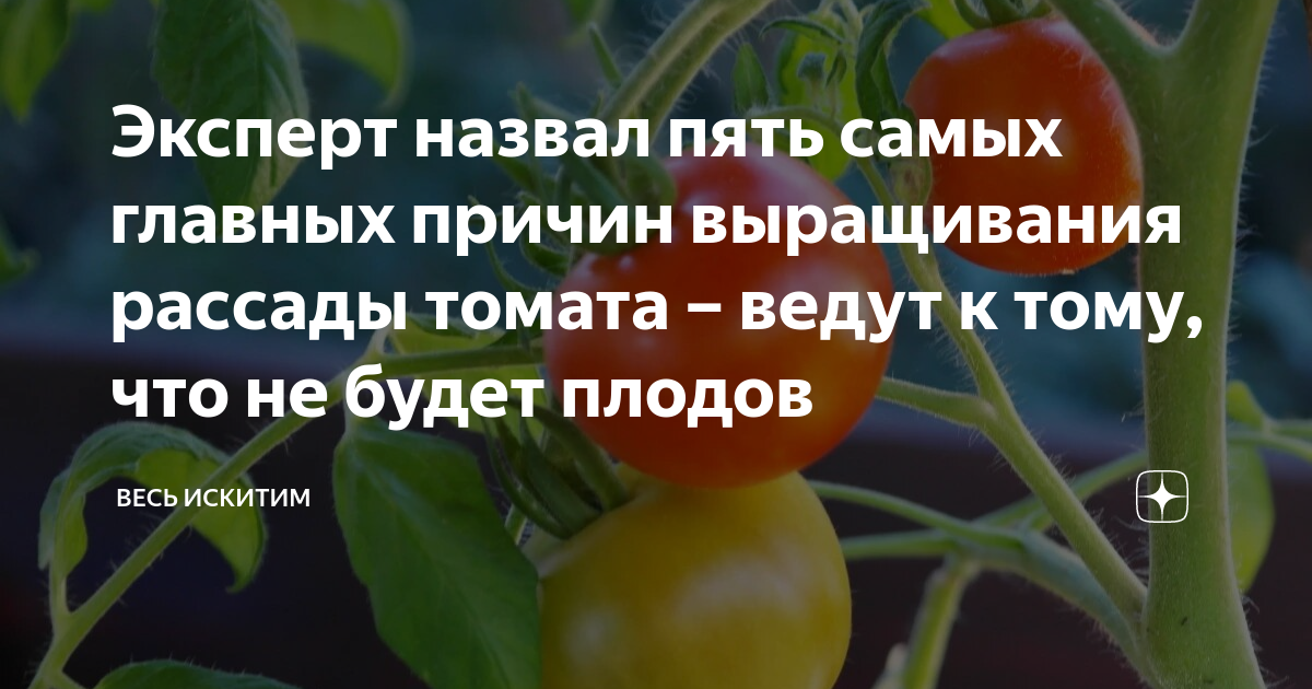 Томат веди. Пустоцветы на томатах. ПУСТОЦВЕТ томатов в теплице. Склеротиниоз рассады томата.