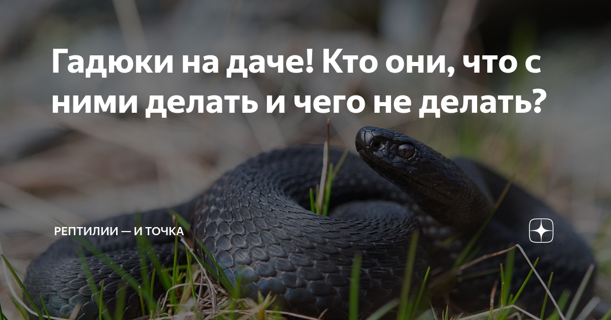 Гадюки на даче! Кто они, что с ними делать и чего не делать? | Рептилии ...