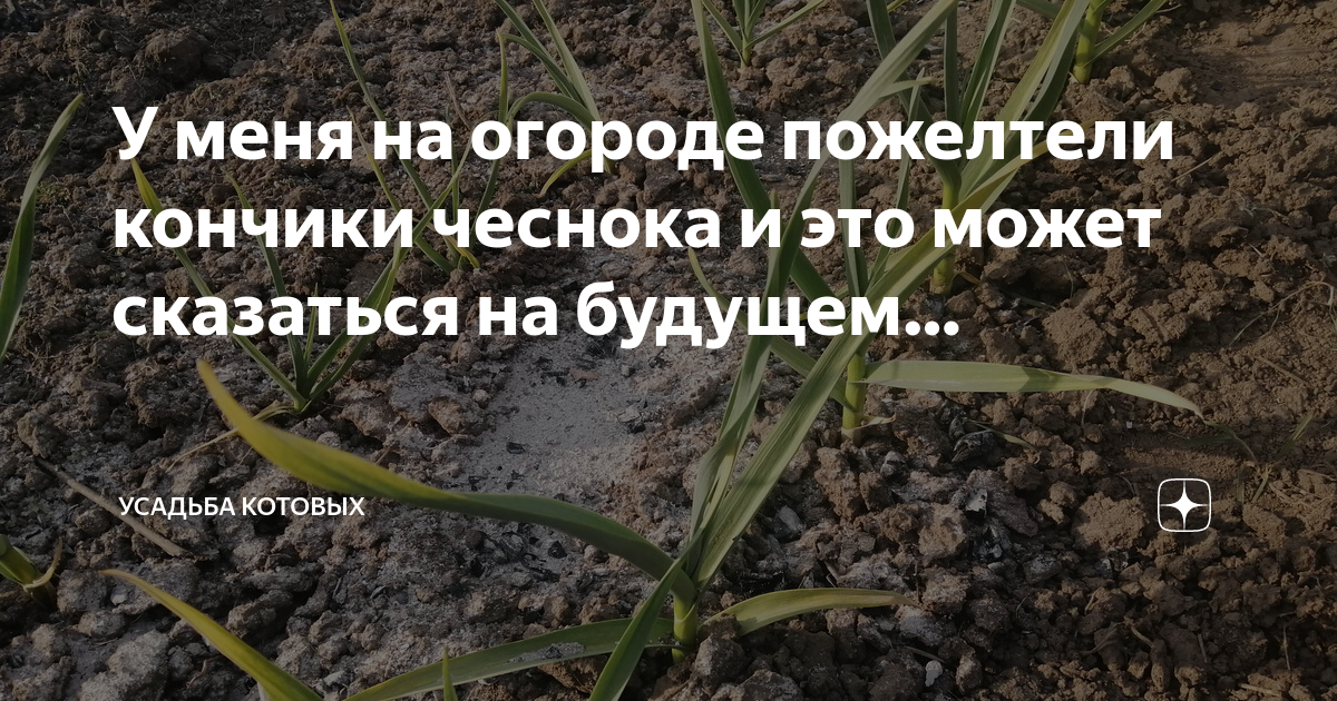 У чеснока желтеют кончики листьев в апреле. Желтеет чеснок весной на грядке. чеснок желтеет весной что делать. у чеснока нет кончиков. примула в огороде желтеет.