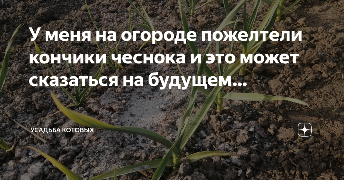 Чем обработать чеснок весной от пожелтения кончиков. Желтеет чеснок весной на грядке. Чеснок желтеет весной что делать. У чеснока нет кончиков. Примула в огороде желтеет.