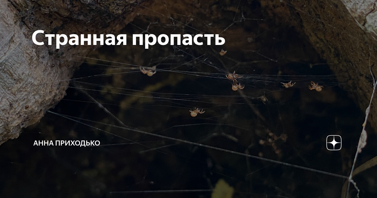 приходько дзен рассказ. анна приходько рассказы верность.