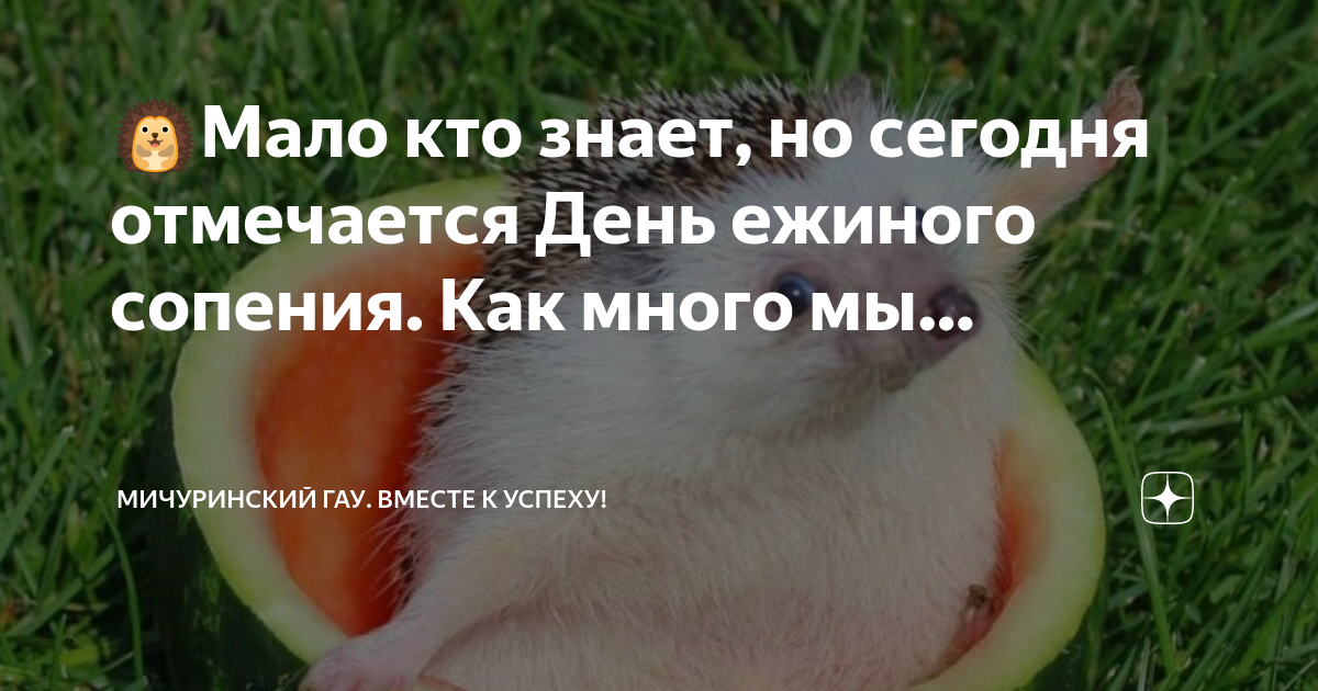 День ежиного сопения картинки