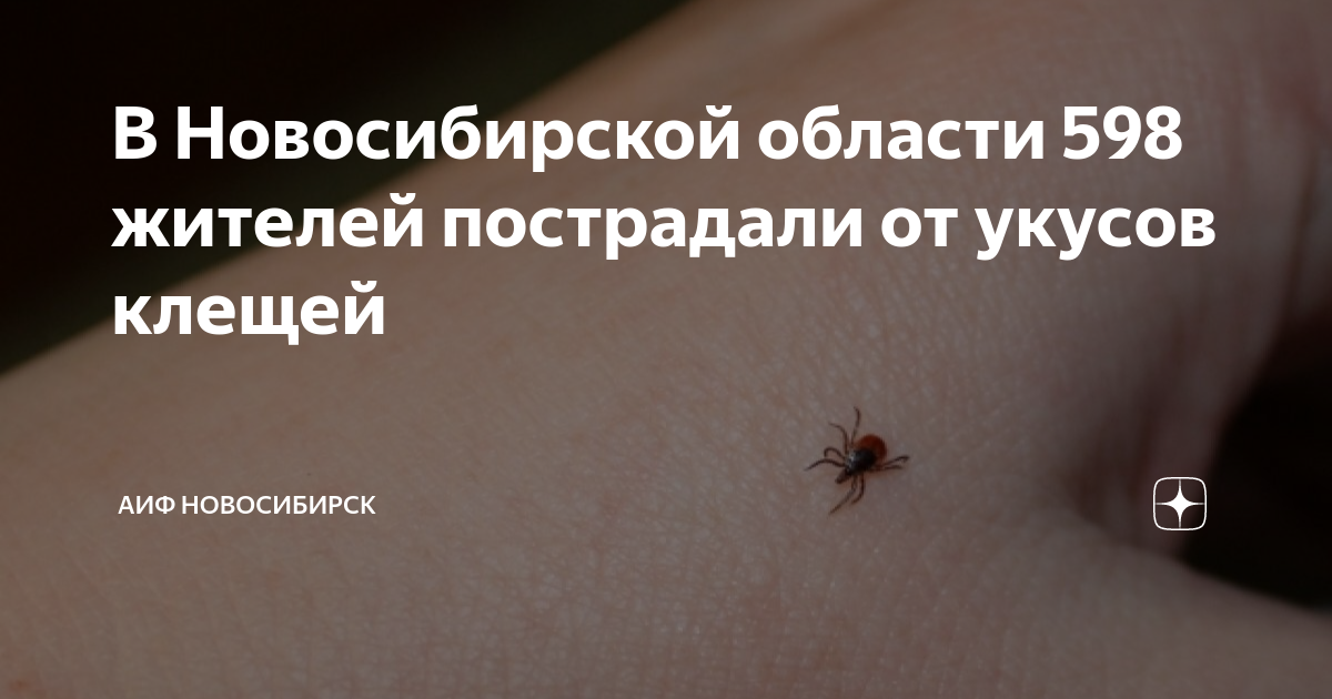 Укус клеща. клещевой энцефалит и боррелиоз. симптомы, профилактика и лечение