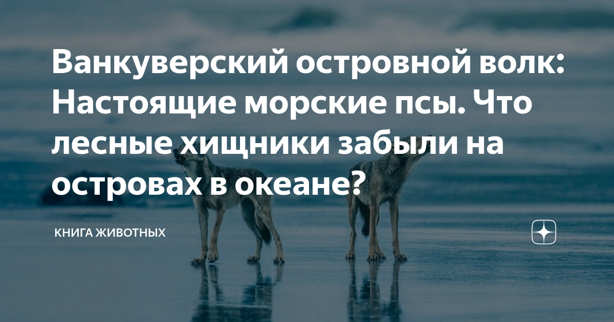 Ванкуверский островной волк: Настоящие морские псы. Что лесные хищники ...