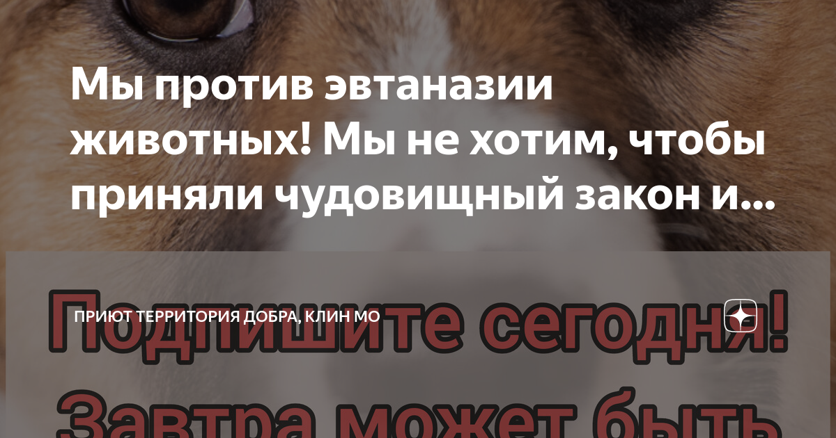 Закон об эвтаназии бездомных животных. За или против убийства животных. Закон об эвтаназии бездомных животных. Закон об эвтаназии бездомных животных. Закон об эвтаназии бездомных животных.