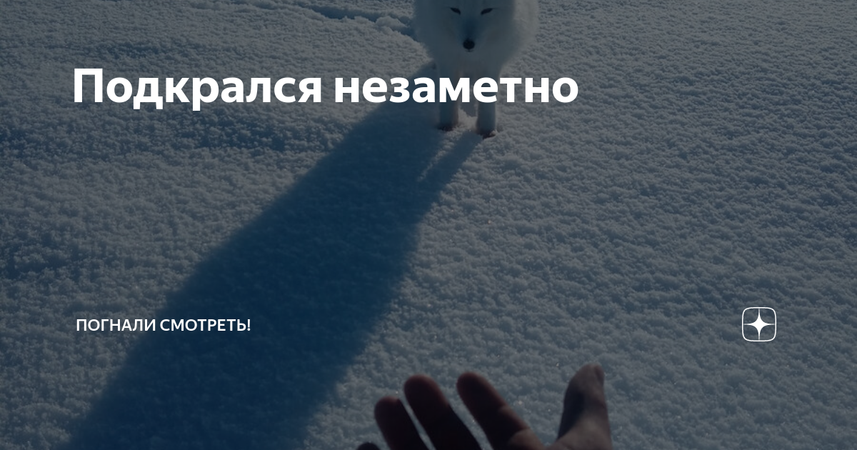 +!маньяк +!подкрался +!незаметно. Мороз подкрался незаметно. Писец подкрался незаметно. Песец принюхивается к вате. Песец подкрался незаметно.