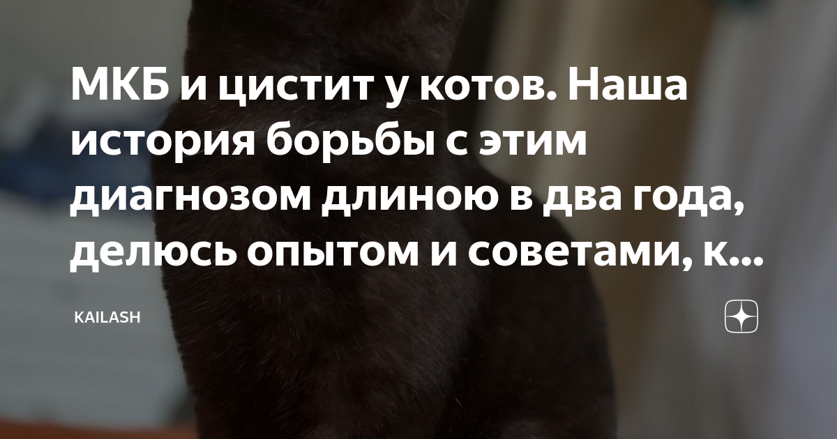 что делать если у кота хронический цистит