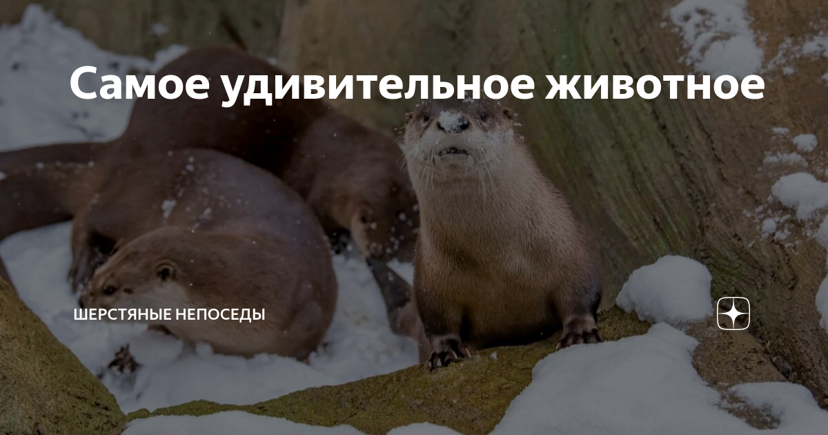 Самое удивительное животное | Шерстяные непоседы | Дзен