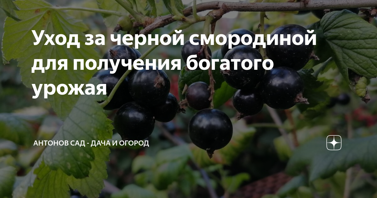 Уход за черной смородиной для получения богатого урожая