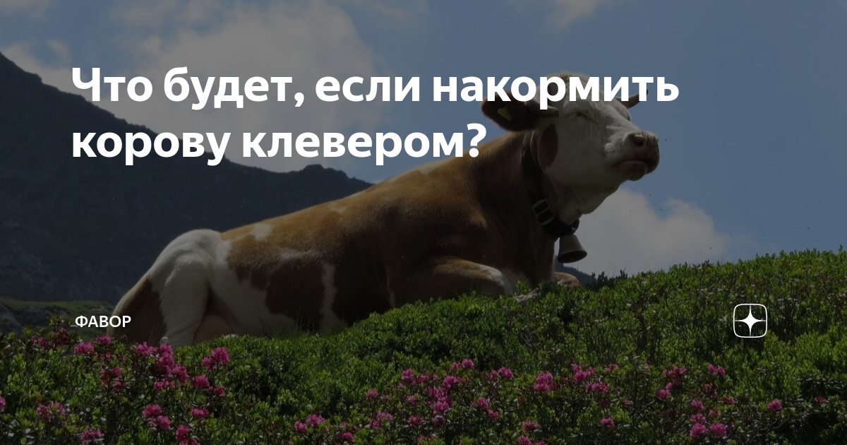 Как избежать у коров вздутия рубца из-за люцерны и клевера