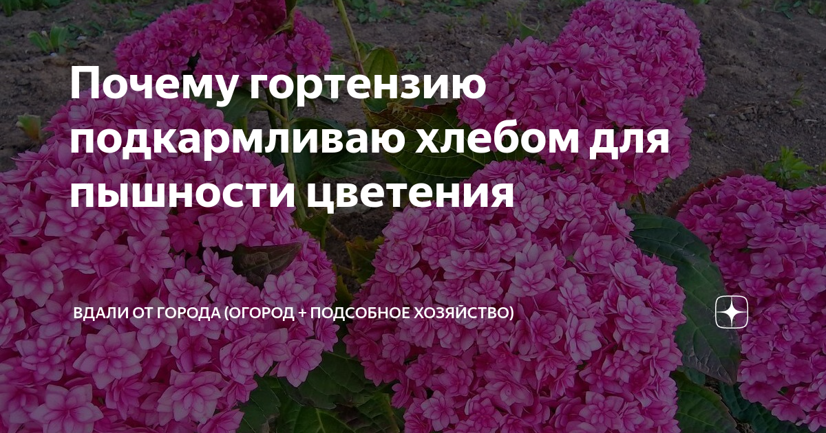 Почему гортензию подкармливаю хлебом для пышности цветения | Вдали от ...