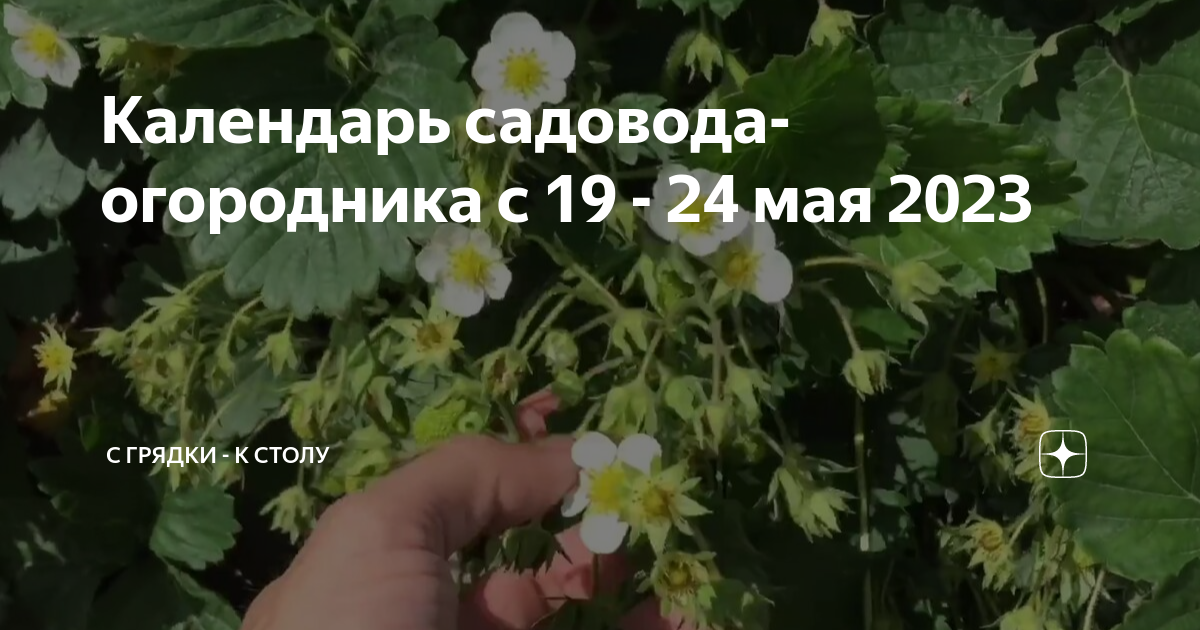 Лунный садовода май 2023 года. Лунный календарь рассады на 2023 год. Лунный календарь на май. Лунный садовода май 2023 года. Лунный календарь огородника на май 2024.
