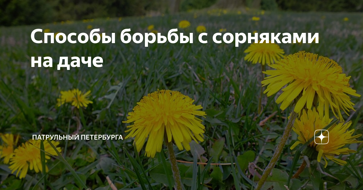 Способы борьбы с сорняками на даче | Патрульный Петербурга | Дзен