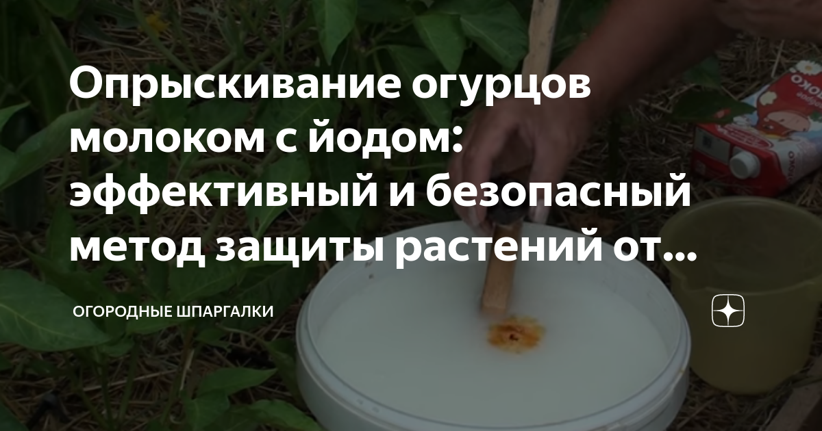 сколько капель йода нужно для опрыскивания огурцов