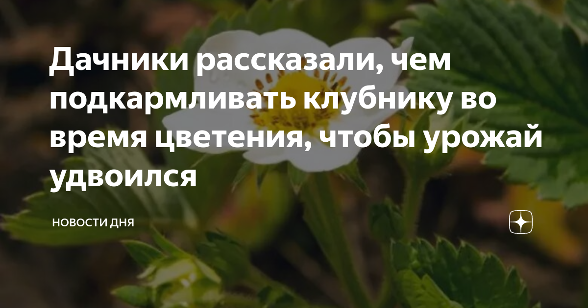 Дачники рассказали, чем подкармливать клубнику во время цветения, чтобы ...