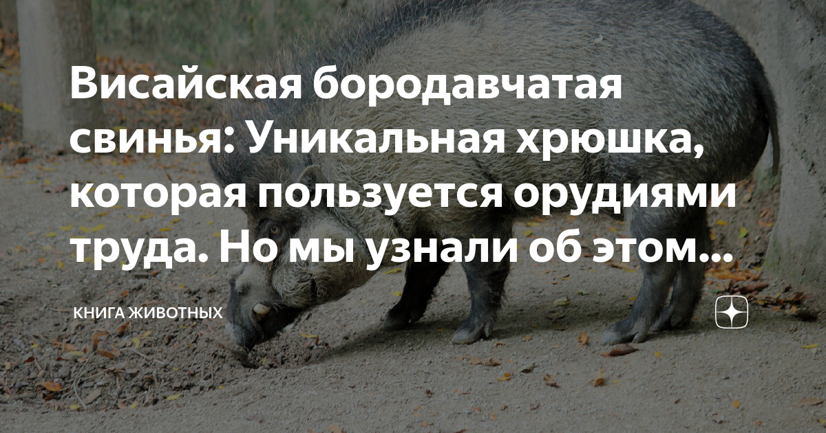 Бородавчатая свинья где обитают 4 класс окружающий. Висайская бородавчатая свинья. бородавчатая свинья.
