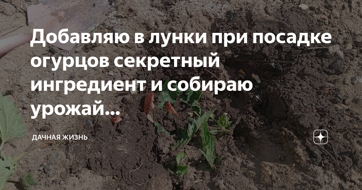 Удобрение в лунку при посадке помидор