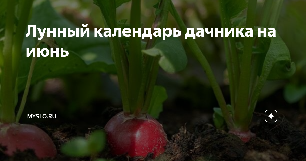 Лунный календарь дачника на июнь | Myslo.ru | Дзен