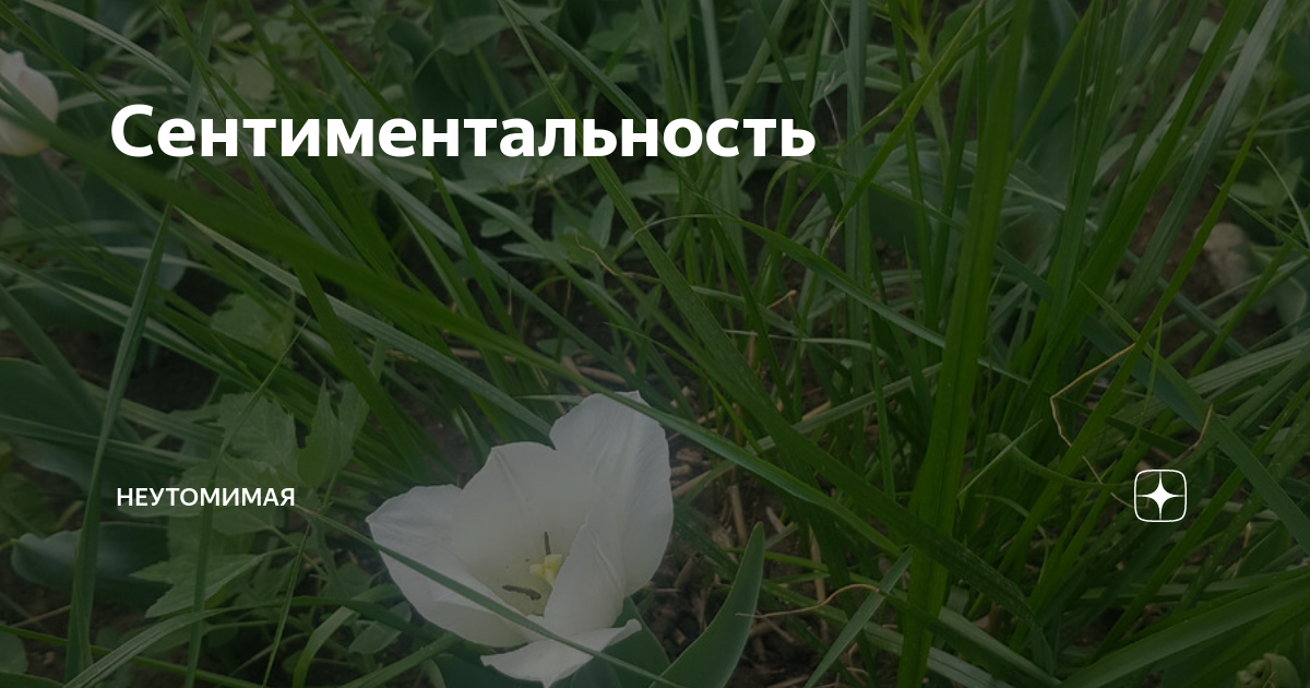Сентиментальность | Неутомимая | Дзен