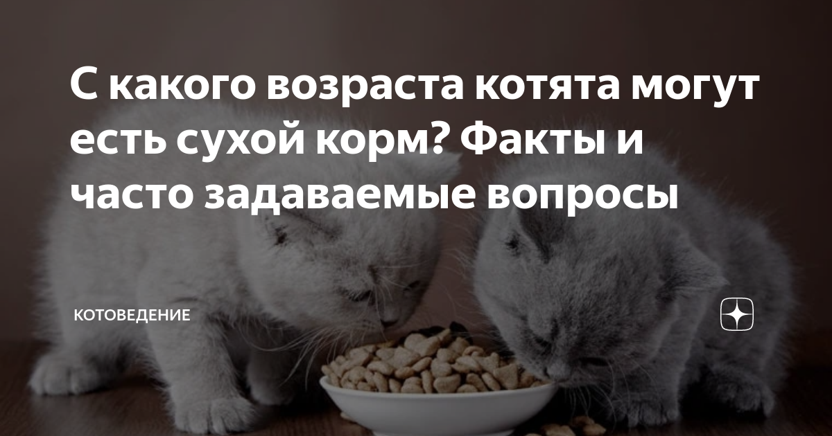 Кормление кошки, котят