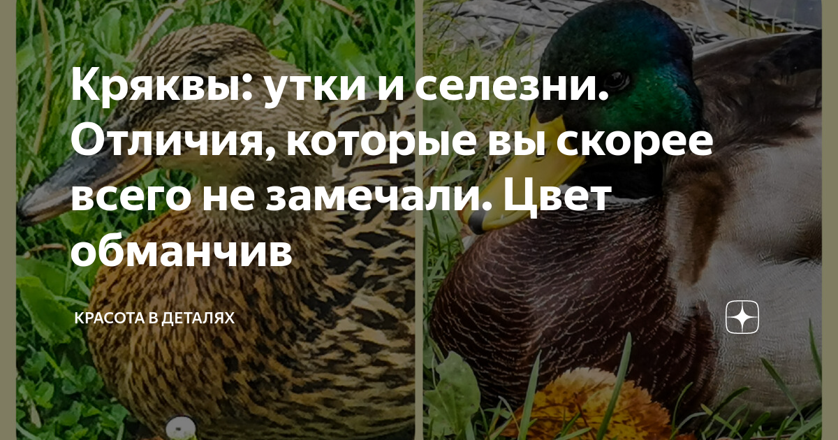 Как отличить утку от селезня белого