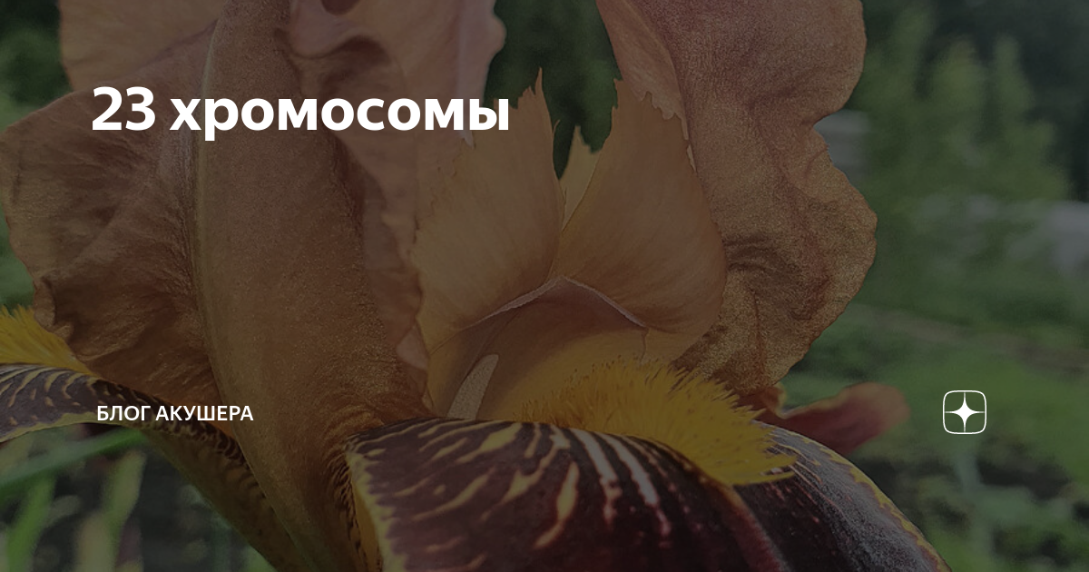 23 хромосомы | Блог акушера | Дзен