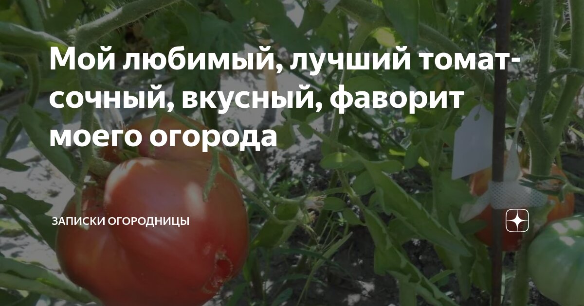 Мой любимый, лучший томат- сочный, вкусный, фаворит моего огорода ...