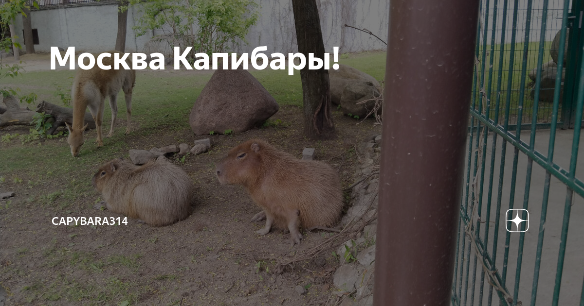 Московский зоопарк капибара где находится. Роев ручей капибара. Капибары в Московском зоопарке. Краснодар зоопарк капибара.
