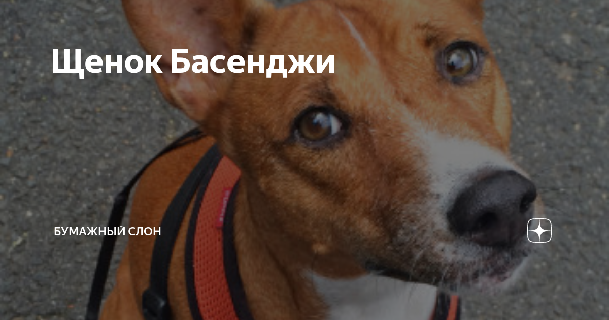 Щенок Басенджи | Бумажный Слон | Дзен