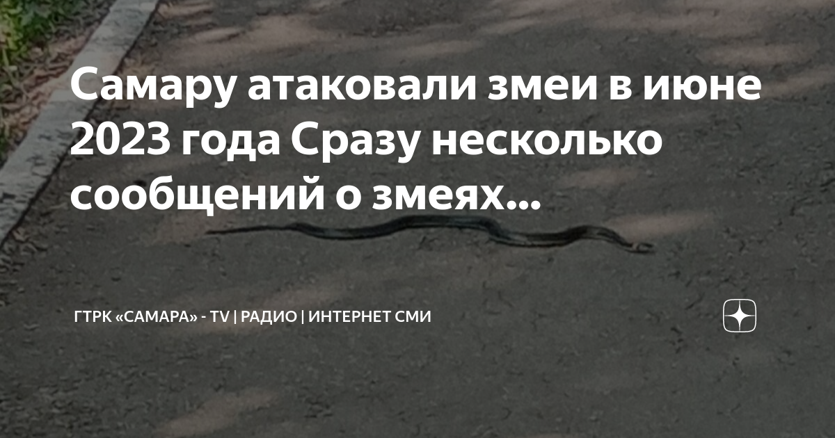 Самару атаковали. Змеи Воронежской области 2023. Уж змеи в Тверской области 2023 года. Змея сегодня на улице. Какие змеи в Подмосковье июнь 2023.