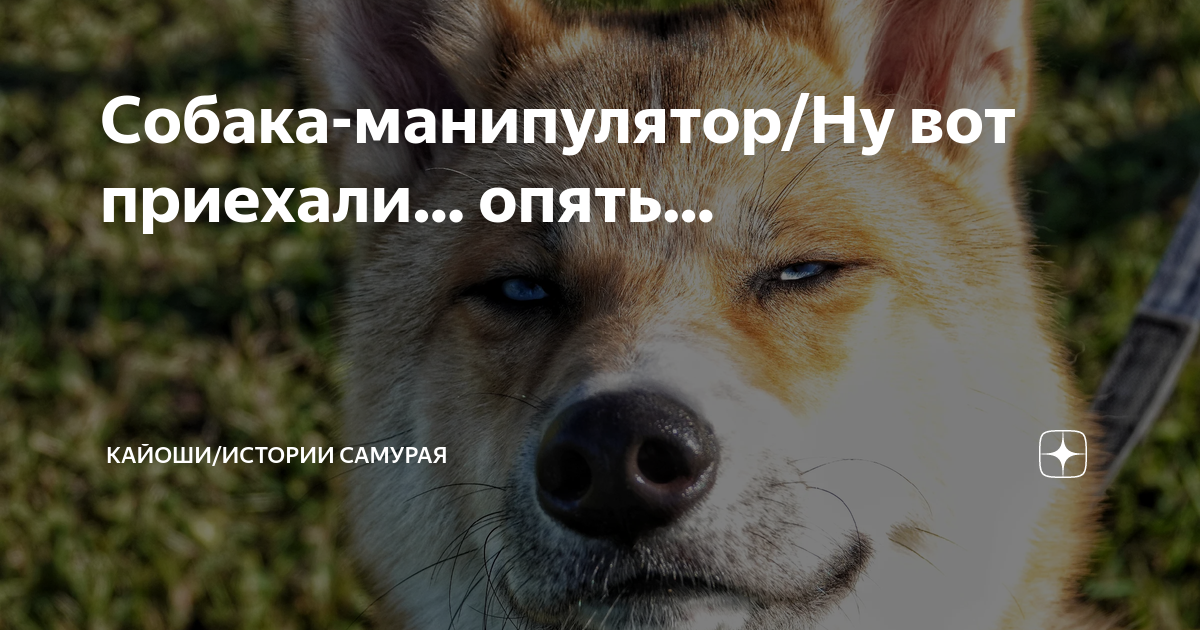 Собака-манипулятор/Ну вот приехали… опять… | Кайоши/Истории самурая | Дзен
