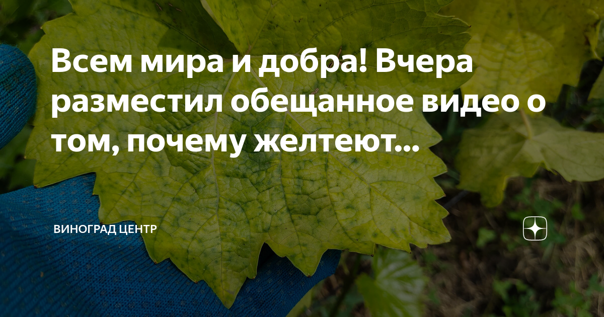 Пероноспороз огурца биопрепараты. Препараты от пероноспороза на огурцах. Лечение огурцов от пероноспороза. Пероноспороз огурца лечение.