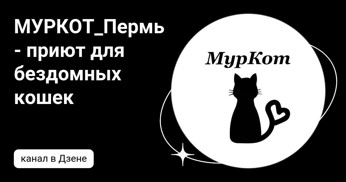 Муркот приют пермь. Пермские приюты для кошек. муркот. муркот одежда. взять кошку из приюта пермь.