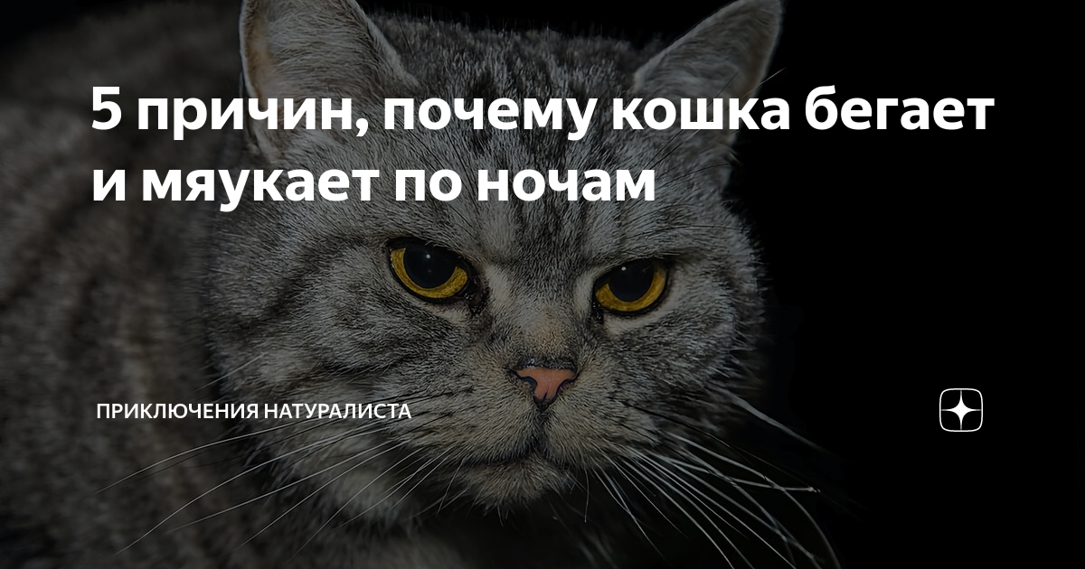 Кот мяукает по ночам причины. Кошка бегает и мяукает без причины. почему кошки мяукают. почему кошка бегает мечется. почему кошка постоянно мяукает.
